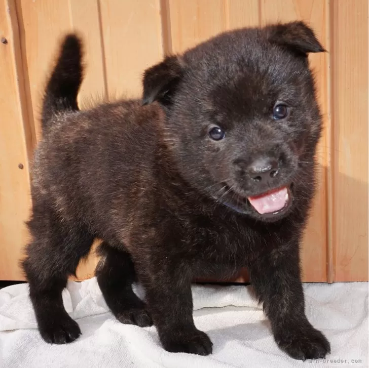 れんわん 様のお迎えした子犬