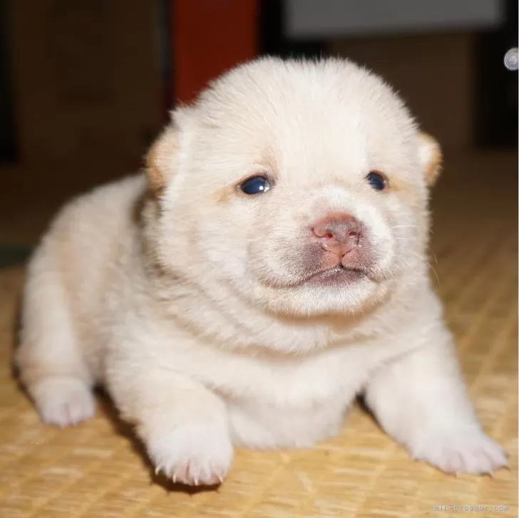 ID：2312-04852の子犬