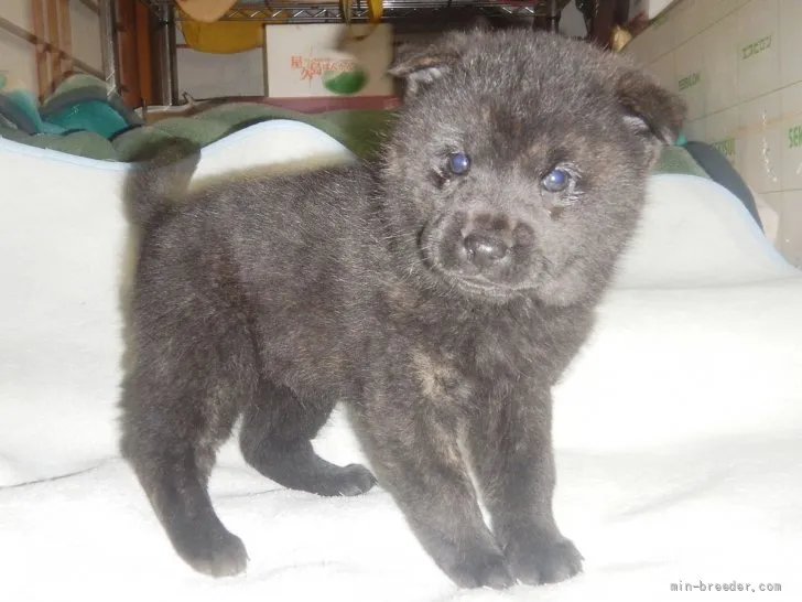 かいしゅうくん 様のお迎えした子犬