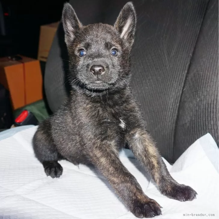 ID:2404-02073の子犬