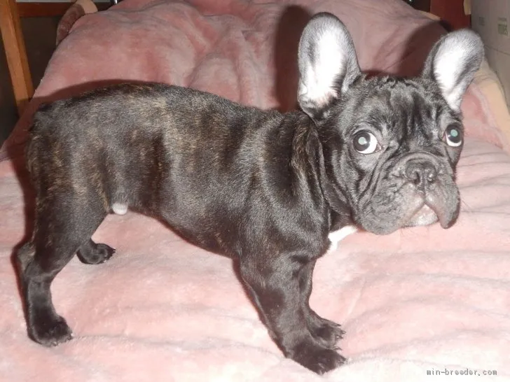ID:2010-00021の子犬