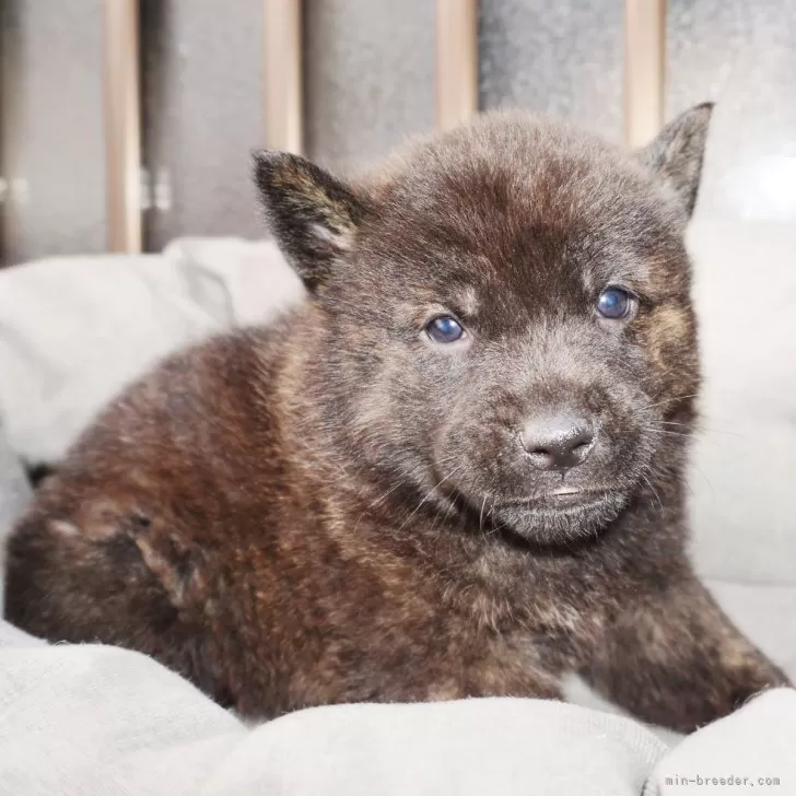ID:2405-00893の子犬