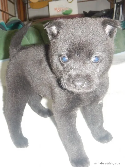 しあわせになろう 様のお迎えした子犬