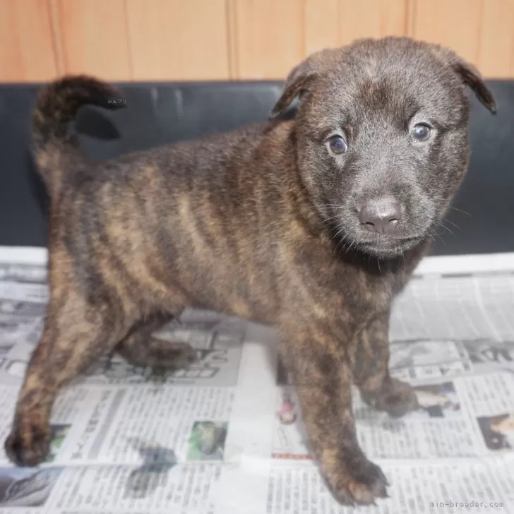 ID:2407-01586の子犬