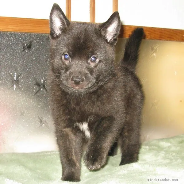 ダンク 様のお迎えした子犬