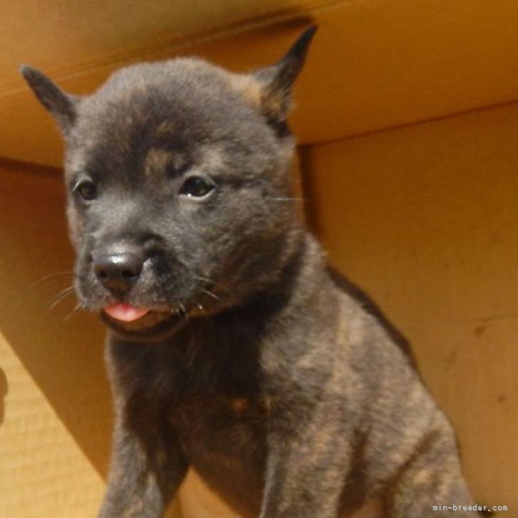 甲斐犬様専用 Www Apici Es