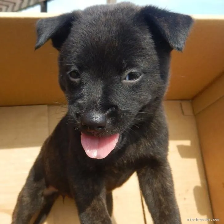 カンギン 様のお迎えした子犬