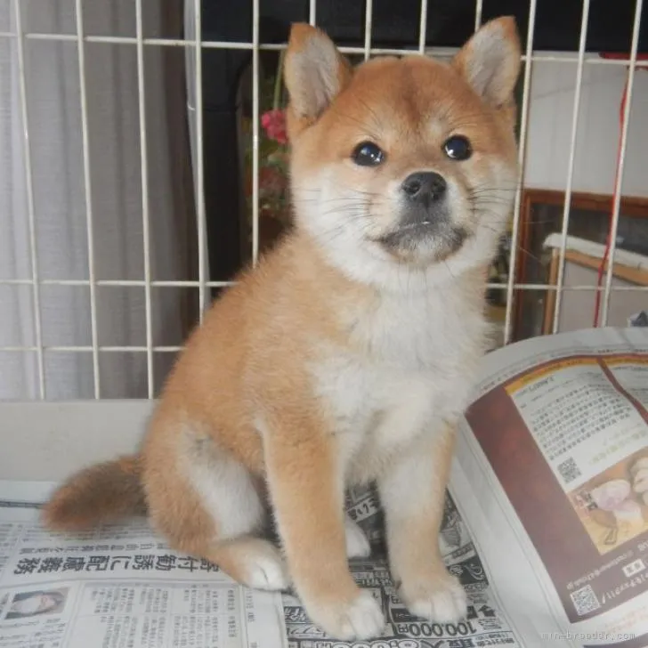 ID：2211-03571の子犬