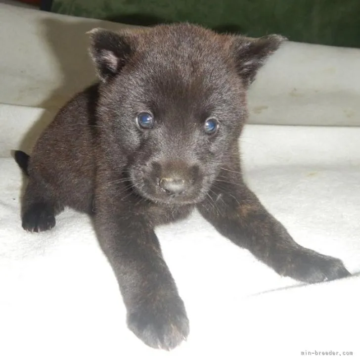 ID:2211-02670の子犬