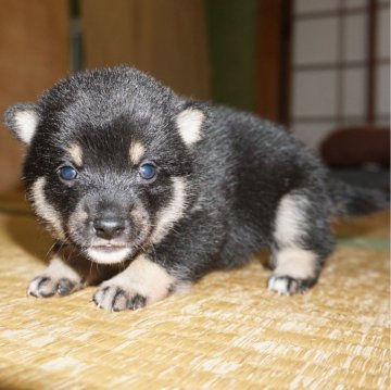 柴犬(豆柴)【鹿児島県・男の子・2024年3月28日・黒】の写真「優良血統で元気で人懐こい家庭犬向きの仔犬」