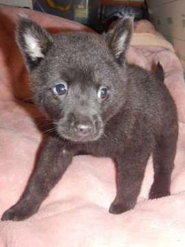 甲斐犬【鹿児島県・男の子・2021年5月15日・中虎毛】の写真「優良血統の賢い仔犬です」