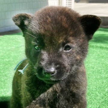 甲斐犬【鹿児島県・男の子・2023年9月25日・中虎毛】の写真「天然記念物指定の優良血統で訓練性能・運動能力抜群！」