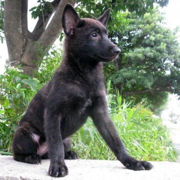 甲斐犬【鹿児島県・女の子・2016年6月12日・黒虎毛】の写真「特別キャンペーン実施中！お好きな血統登録名をつけて」