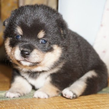 柴犬(豆柴)【鹿児島県・女の子・2024年1月22日・黒】の写真「優良血統で元気で人懐こい家庭犬向きの仔犬」