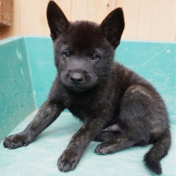 甲斐犬【鹿児島県・男の子・2024年3月21日・黒虎毛】の写真「天然記念物指定の優良血統で訓練性能・運動能力抜群！」