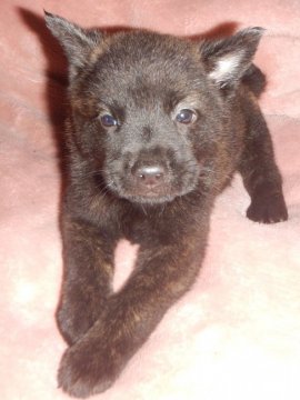 甲斐犬【鹿児島県・男の子・2021年5月15日・中虎毛】の写真「優良血統の賢い仔犬です」
