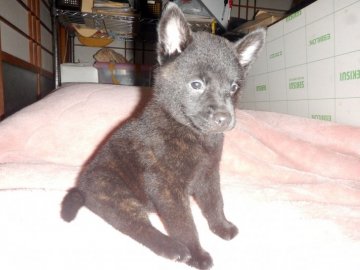甲斐犬【鹿児島県・男の子・2021年5月15日・中虎毛】の写真「優良血統の賢い仔犬です」