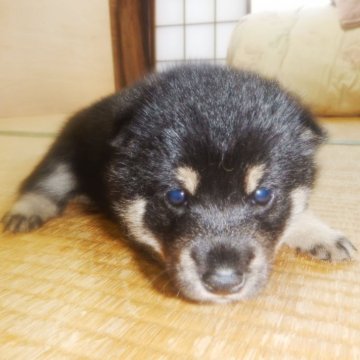 柴犬(豆柴)【鹿児島県・男の子・2024年3月15日・黒】の写真「優良血統で元気で人懐こい家庭犬向きの仔犬」