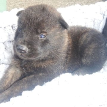 甲斐犬【鹿児島県・男の子・2023年3月8日・赤虎毛】の写真「天然記念物指定の優良血統で訓練性能・運動能力抜群！」