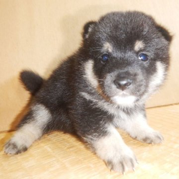 柴犬(豆柴)【鹿児島県・男の子・2023年9月22日・黒】の写真「優良血統で元気で人懐こい家庭犬向きの仔犬」