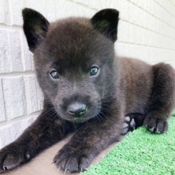 甲斐犬【鹿児島県・女の子・2023年9月25日・中虎毛】の写真「天然記念物指定の優良血統で訓練性能・運動能力抜群！」