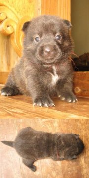 甲斐犬【鹿児島県・女の子・2011年5月3日・赤虎毛】の写真「」