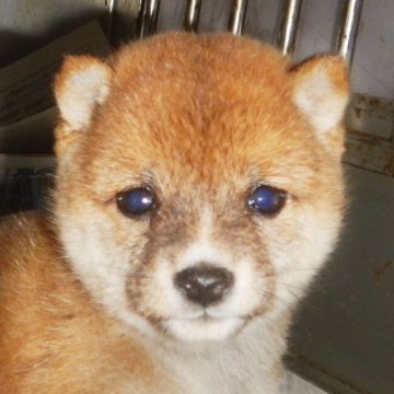 柴犬(豆柴)【鹿児島県・女の子・2023年4月25日・赤】の写真「優良血統で元気で人懐こい家庭犬向きの仔犬」