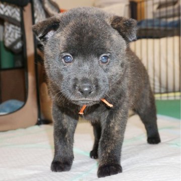 甲斐犬【鹿児島県・女の子・2023年11月25日・黒虎毛】の写真「天然記念物指定の優良血統で訓練性能・運動能力抜群！」
