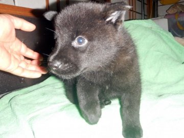 甲斐犬【鹿児島県・男の子・2021年5月9日・中虎毛】の写真「優良血統の賢い仔犬です」