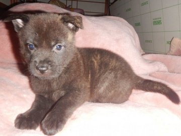 甲斐犬【鹿児島県・男の子・2021年5月31日・中虎毛】の写真「優良血統の賢い仔犬です」