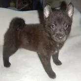 甲斐犬【鹿児島県・女の子・2022年5月13日・中虎毛】の写真1
