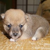 柴犬(豆柴)
