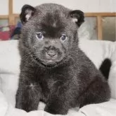 甲斐犬【鹿児島県・女の子・2024年4月28日・黒虎毛】の写真1