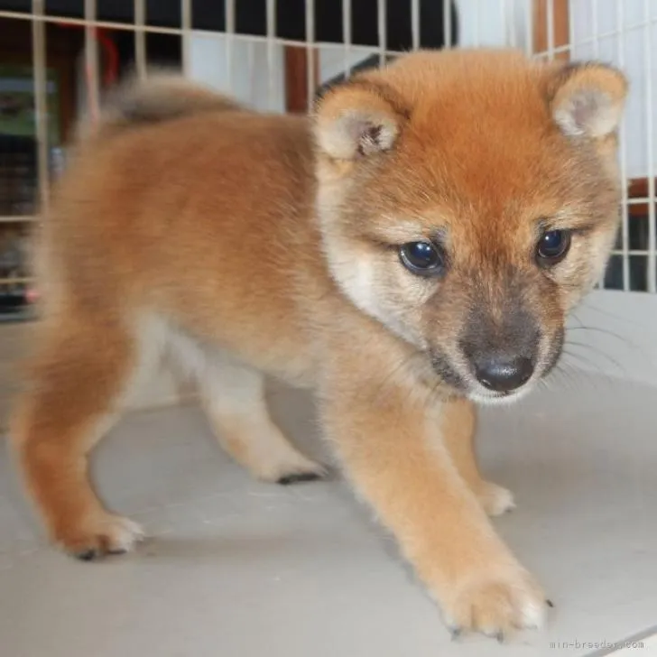 ID：2210-04209の子犬