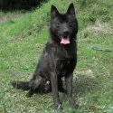 甲斐犬【鹿児島県・男の子・2015年10月12日・黒虎毛】の写真3「父犬」