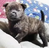 甲斐犬【鹿児島県・男の子・2024年5月12日・赤虎毛】の写真3