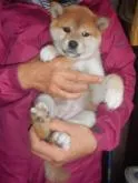 柴犬(標準サイズ)【鹿児島県・女の子・2022年10月6日・赤色】の写真5