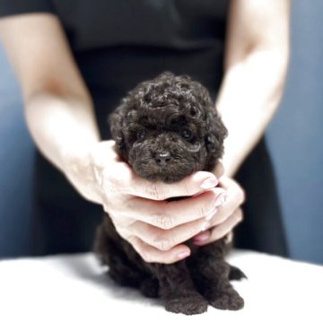 トイプードル(タイニー)【神奈川県・女の子・2025年7月13日・ブラウン】の写真「可愛い人懐っこい子です。」