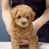 タイニープードル