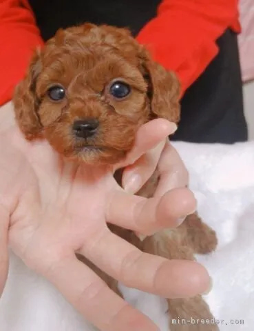 ID:1810-02711の子犬
