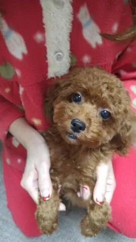 ID:1612-02155の子犬