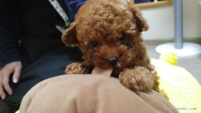 ID:1801-01273の子犬