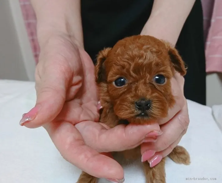 なお 様のお迎えした子犬