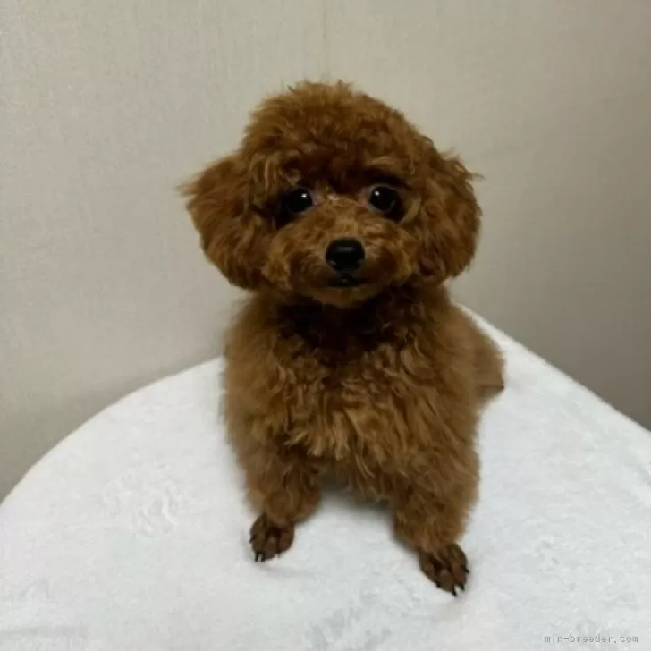 ID:2405-07394の子犬