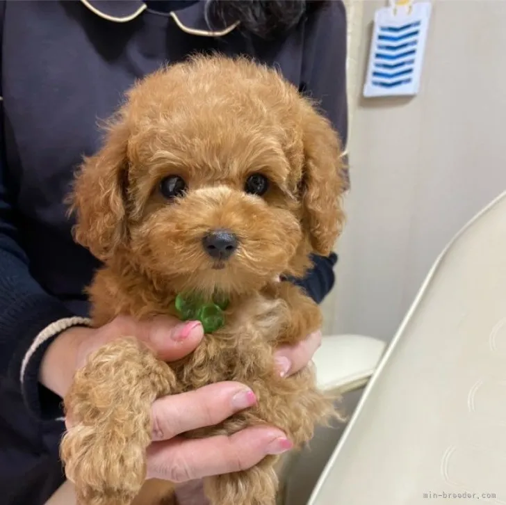 ID:2212-01290の子犬