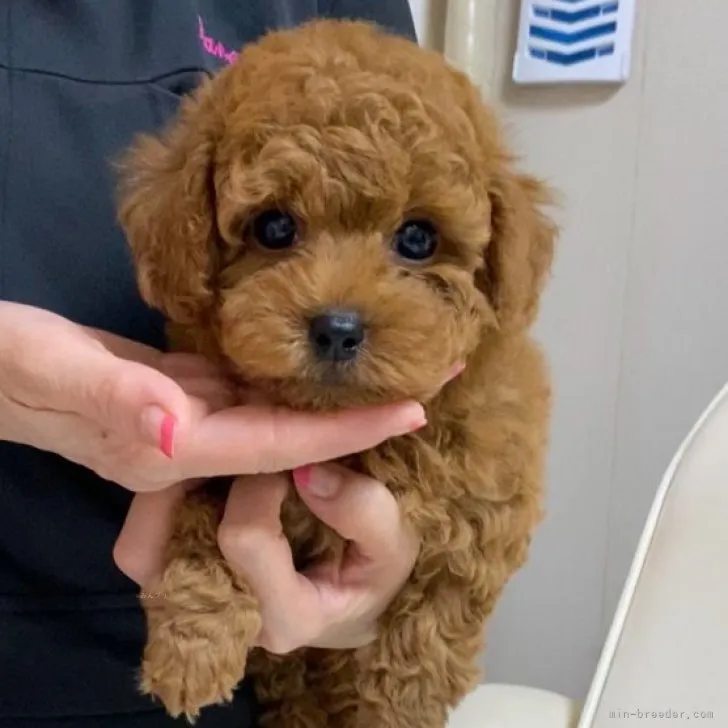 ID:2309-04589の子犬