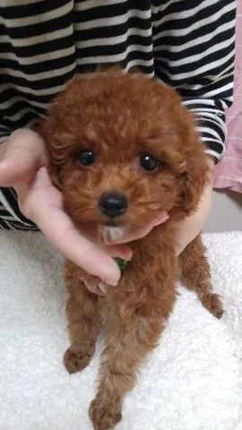 ID:1810-02311の子犬