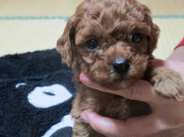 トイプードル(タイニー)【神奈川県・女の子・2016年1月25日・レッド】の写真「とっても可愛いお顔の元気で明るい子です。」