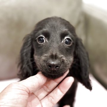 ミニチュアダックスフンド(ロング)【京都府・男の子・2025年8月18日・ブラックソリッド】の写真「ミニチュアですがサイズは小ぶりに育ちそうです。」