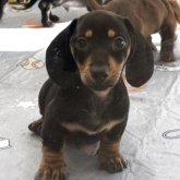 ミニチュアダックスフンド(スムース)